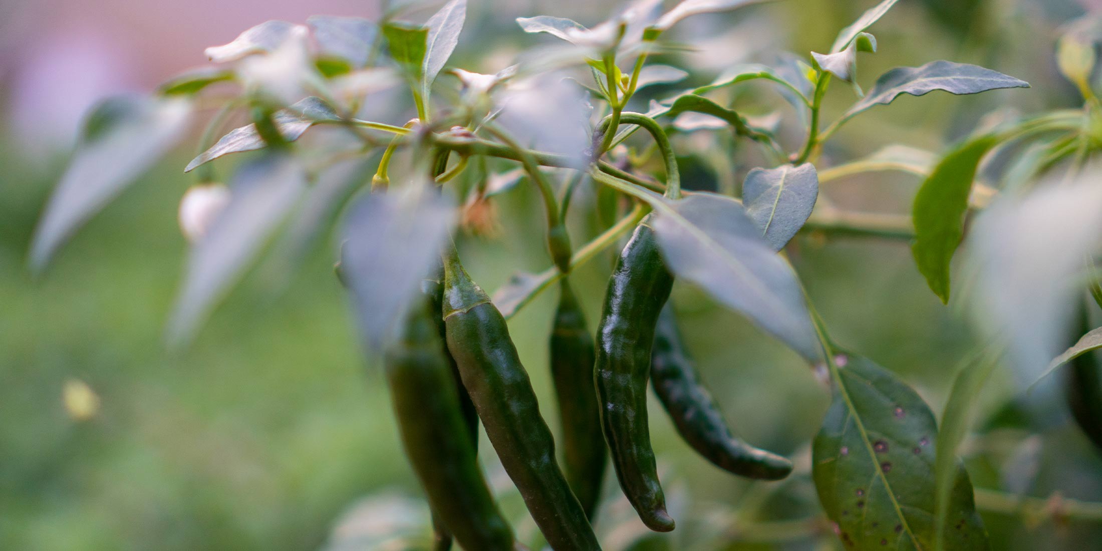 Piment