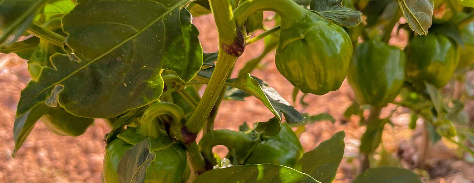 Paprika