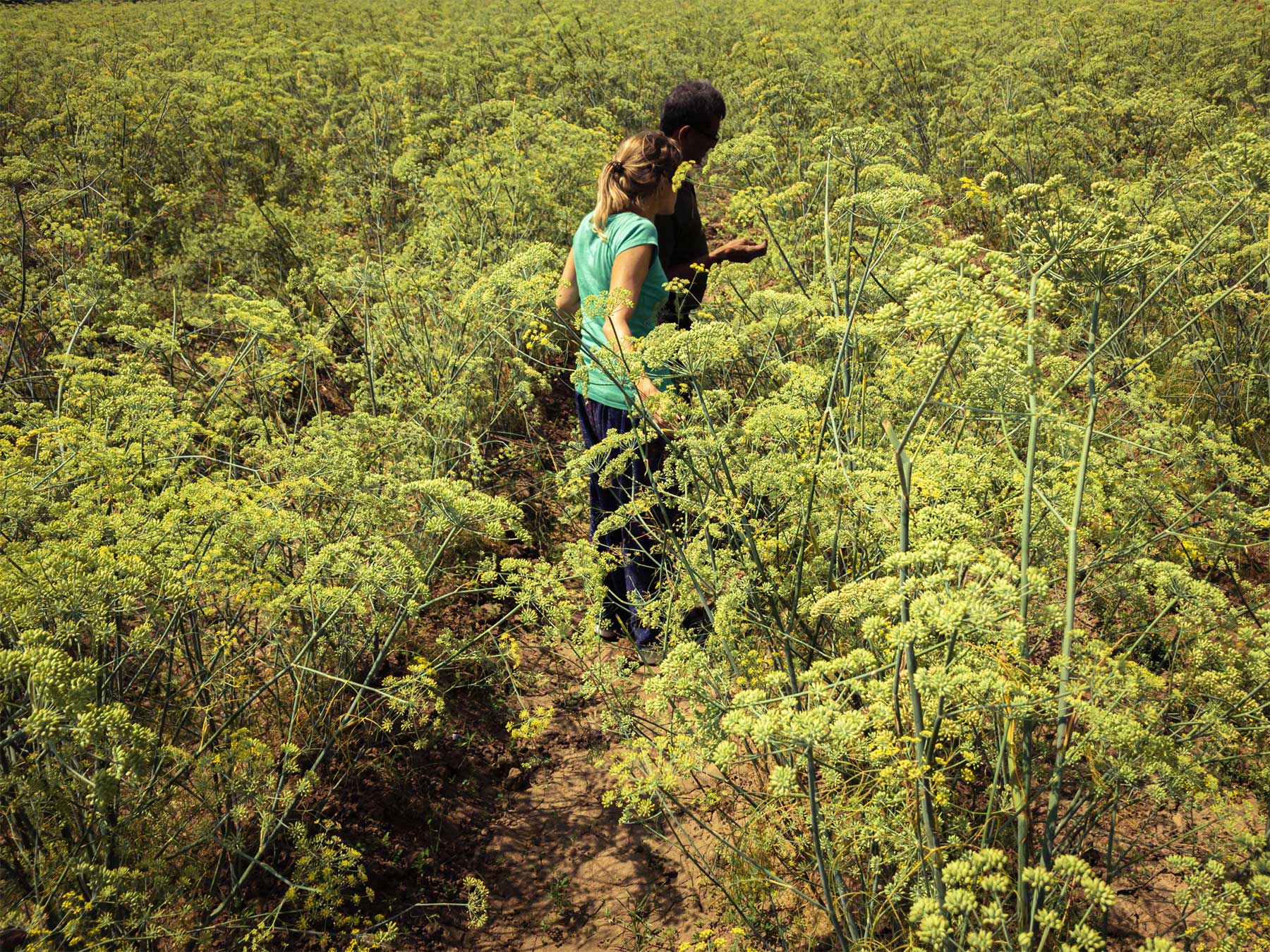 Un domaine familial inspirant en agriculture naturelle dans les environs d’Ahmedabad au Gujarat au nord-ouest de l’Inde