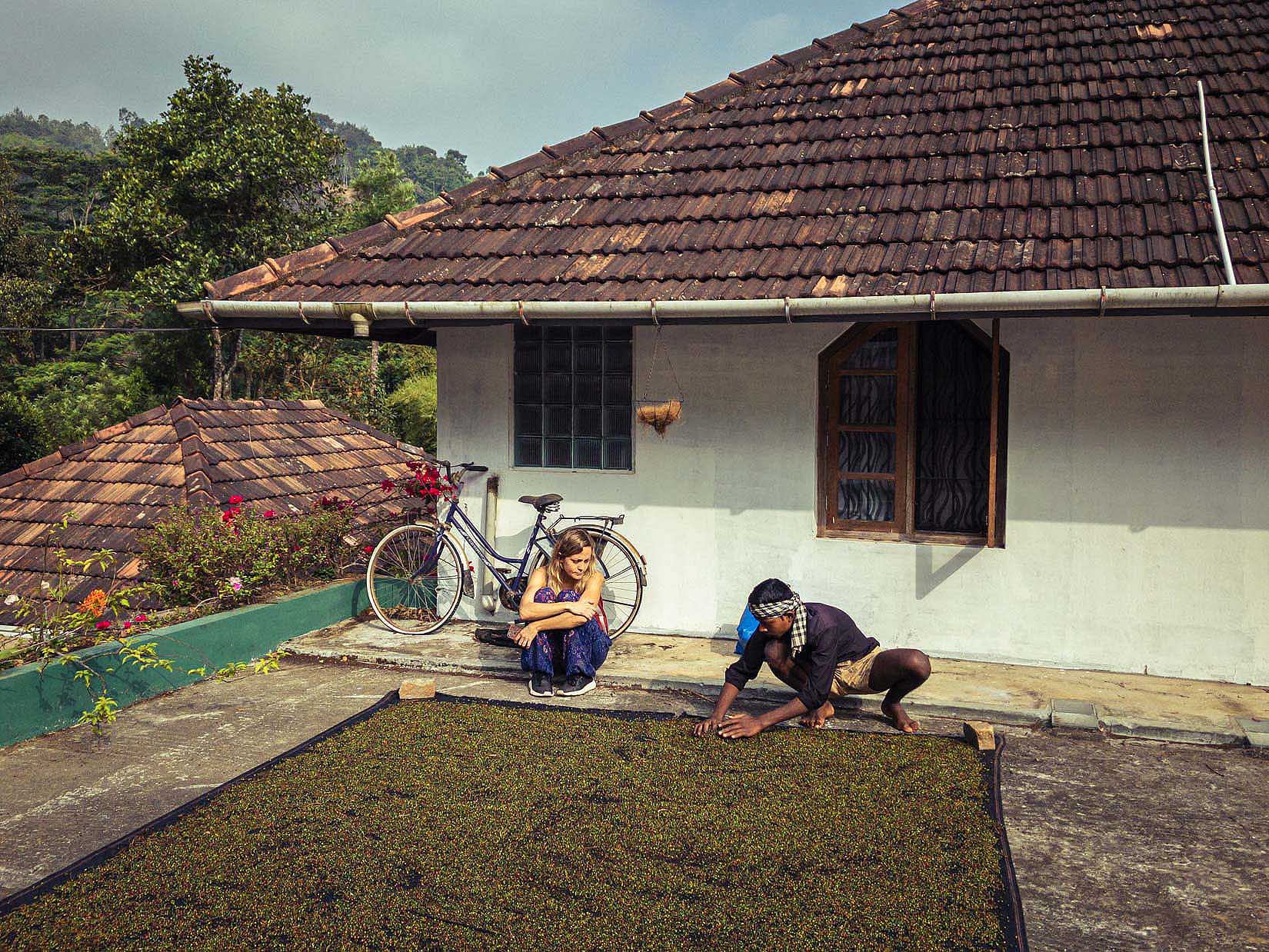 Un jardin de thé et des plantations de cardamome secrètement placés au cœur d’une végétation luxuriante en Inde du Sud Un jardin de thé et des plantations de cardamome secrètement placés au cœur d’une végétation luxuriante en Inde du Sud