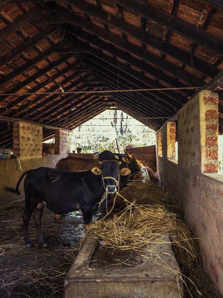 Un modèle d’agroforesterie au cœur de la forêt humide sur la chaîne des Ghâts occidentaux au Karnataka