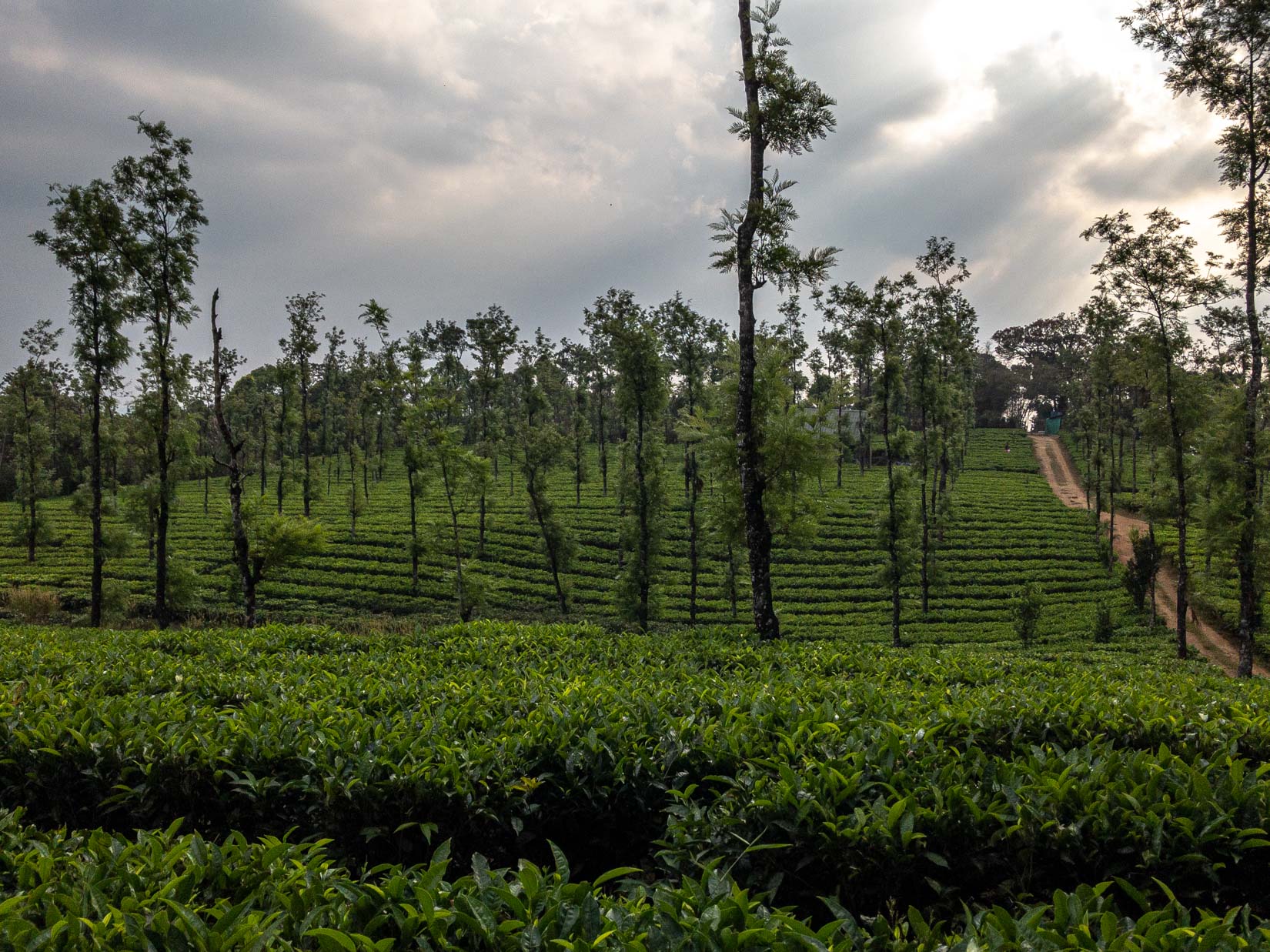 Un jardin de thé et des plantations de cardamome secrètement placés au cœur d’une végétation luxuriante en Inde du Sud Un jardin de thé et des plantations de cardamome secrètement placés au cœur d’une végétation luxuriante en Inde du Sud