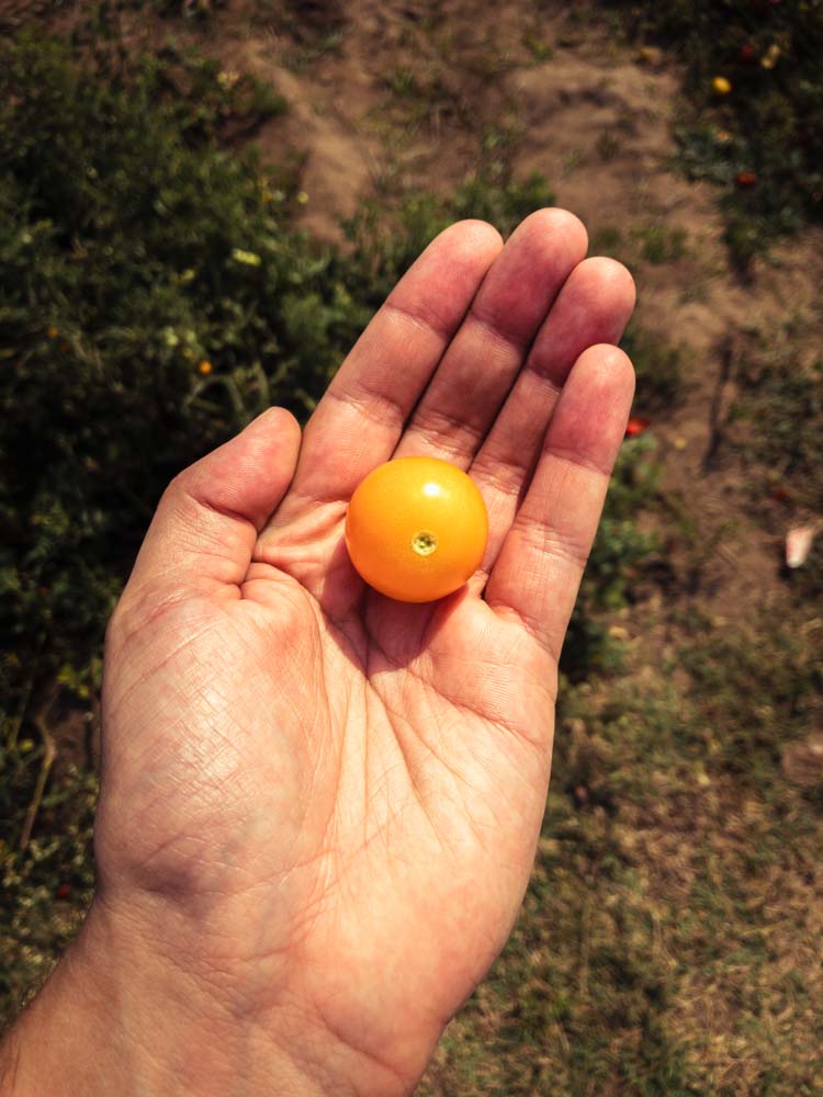 Un domaine familial inspirant en agriculture naturelle dans les environs d’Ahmedabad au Gujarat au nord-ouest de l’Inde