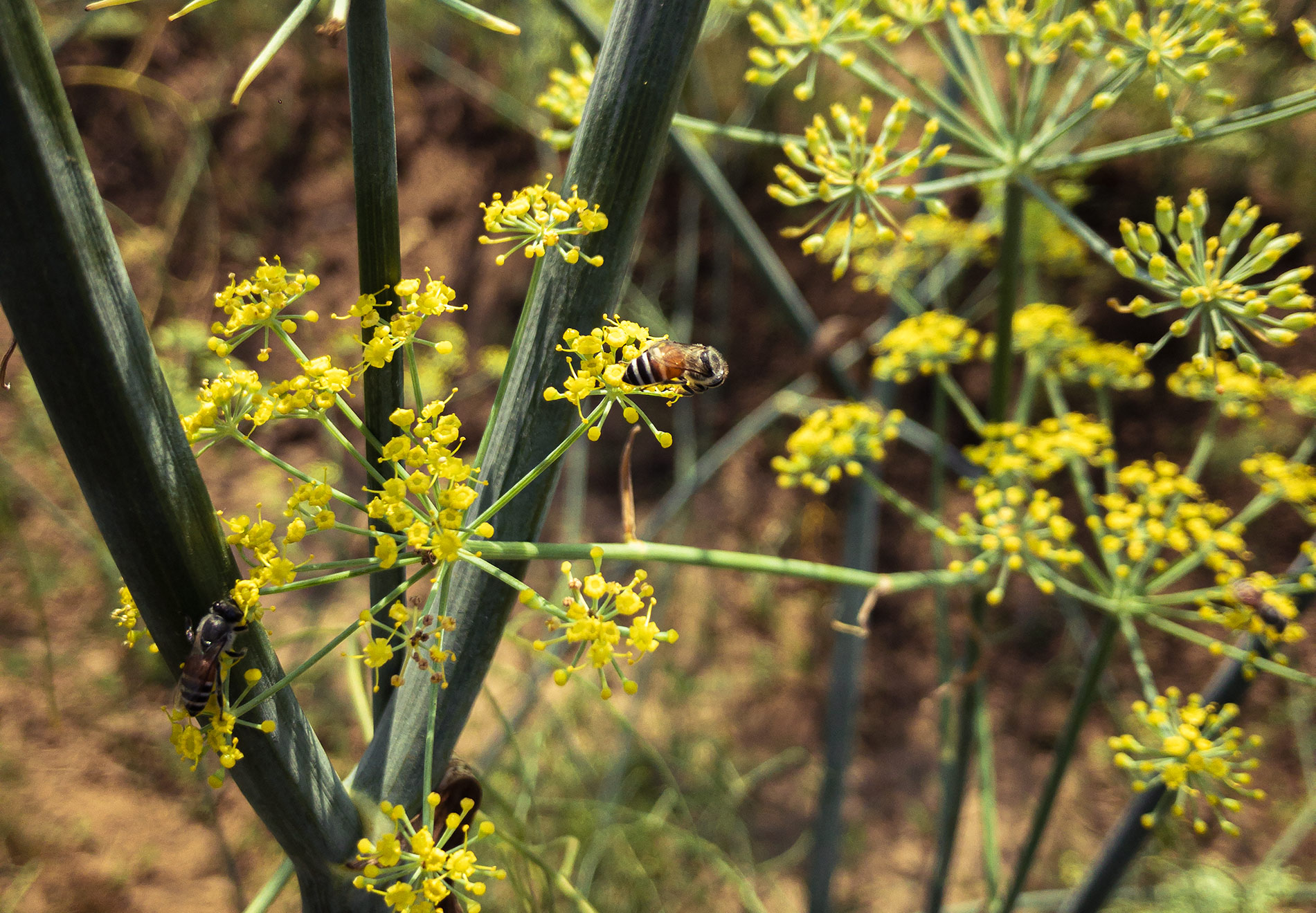 Un domaine familial inspirant en agriculture naturelle dans les environs d’Ahmedabad au Gujarat au nord-ouest de l’Inde