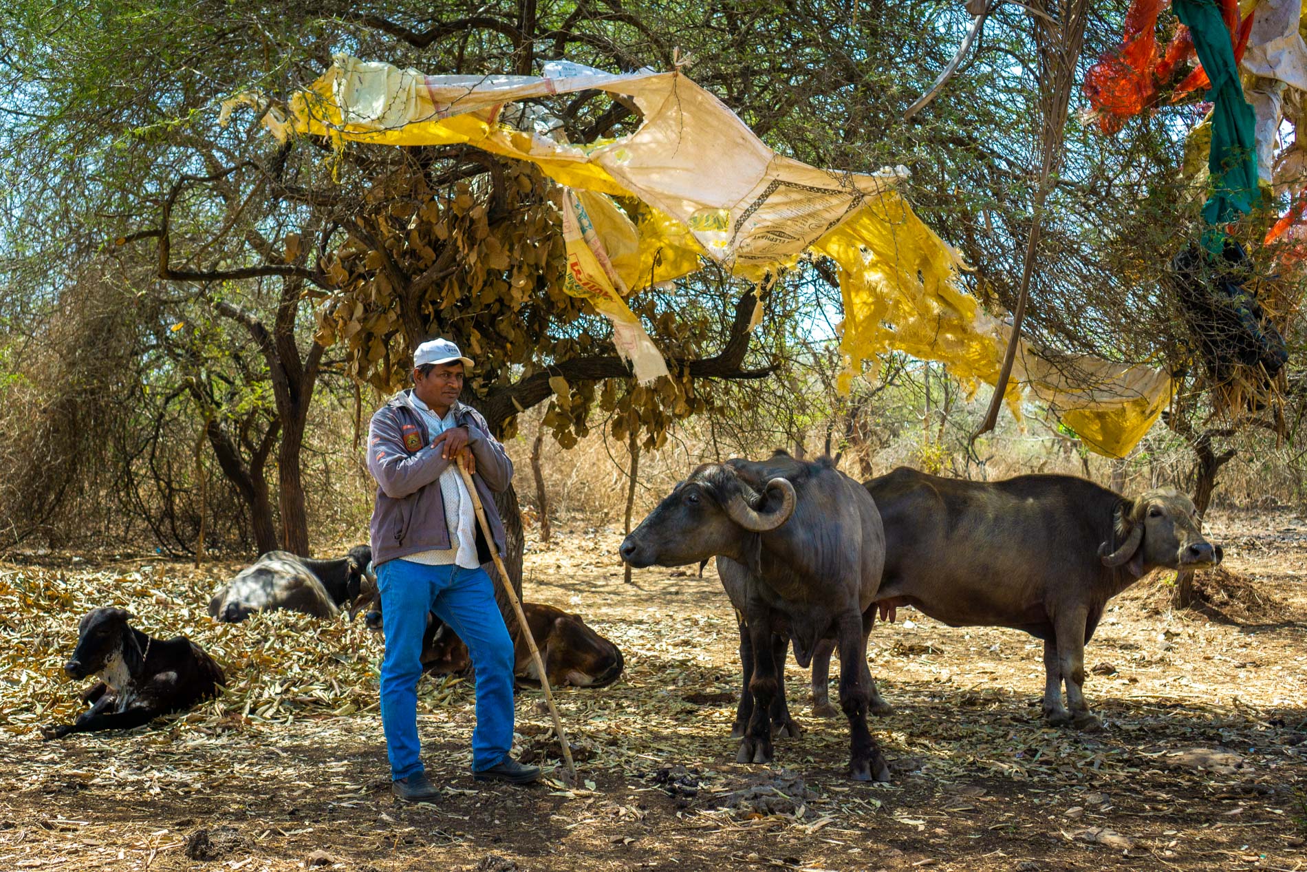 Un curcuma naturel dans les terres d’une immense forêt sèche au fin fond du Gujarat au nord-ouest de l’Inde Un curcuma naturel dans les terres d’une immense forêt sèche au fin fond du Gujarat au nord-ouest de l’Inde