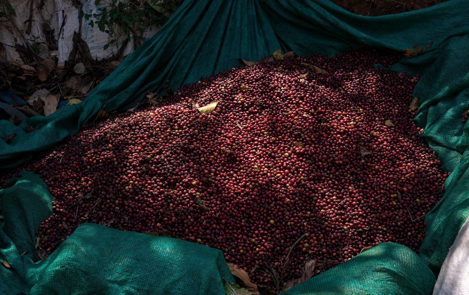 Une ferme unique, aux milles épices, sur les hauteurs des Ghâts occidentaux en Inde Une ferme unique, aux milles épices, sur les hauteurs des Ghâts occidentaux en Inde