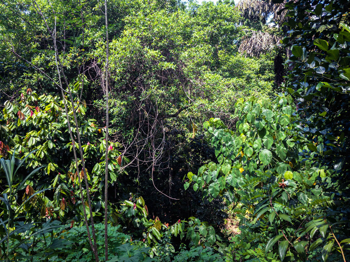 Des épices qui poussent en pleine forêt tropicale en permaculture au Sri Lanka, un véritable modèle de forêt-jardin