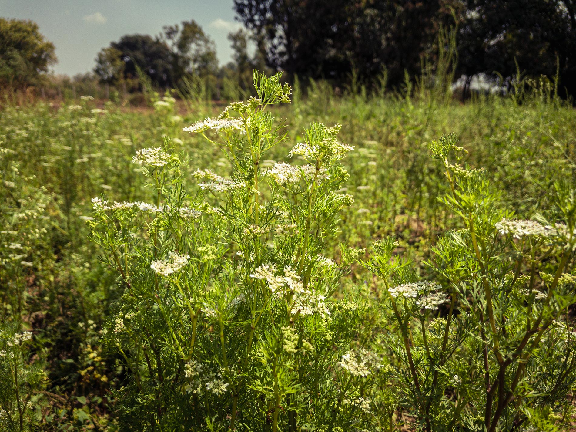 Un domaine familial inspirant en agriculture naturelle dans les environs d’Ahmedabad au Gujarat au nord-ouest de l’Inde