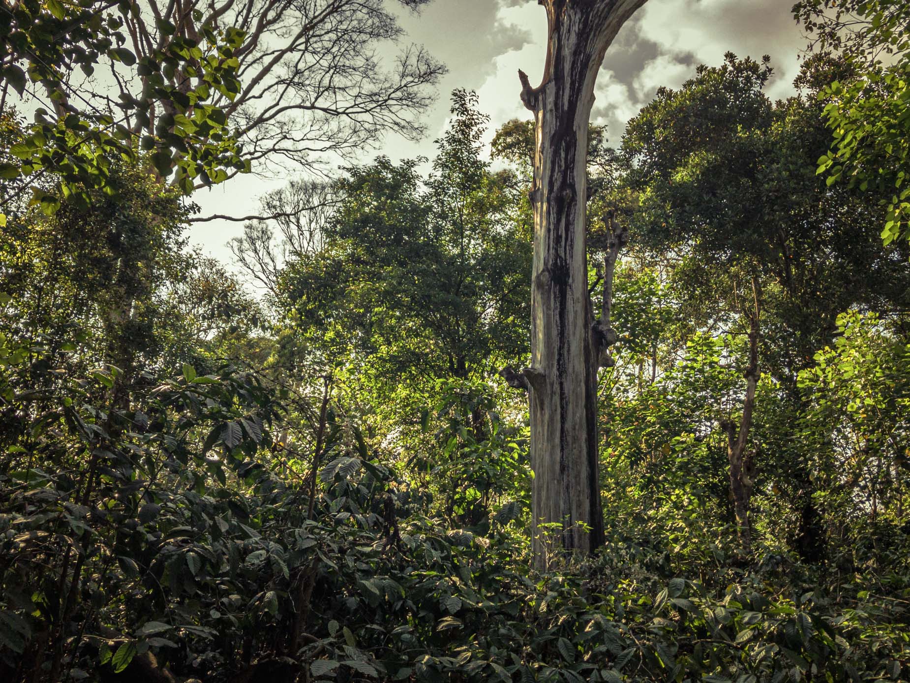 Un modèle d’agroforesterie au cœur de la forêt humide sur la chaîne des Ghâts occidentaux au Karnataka
