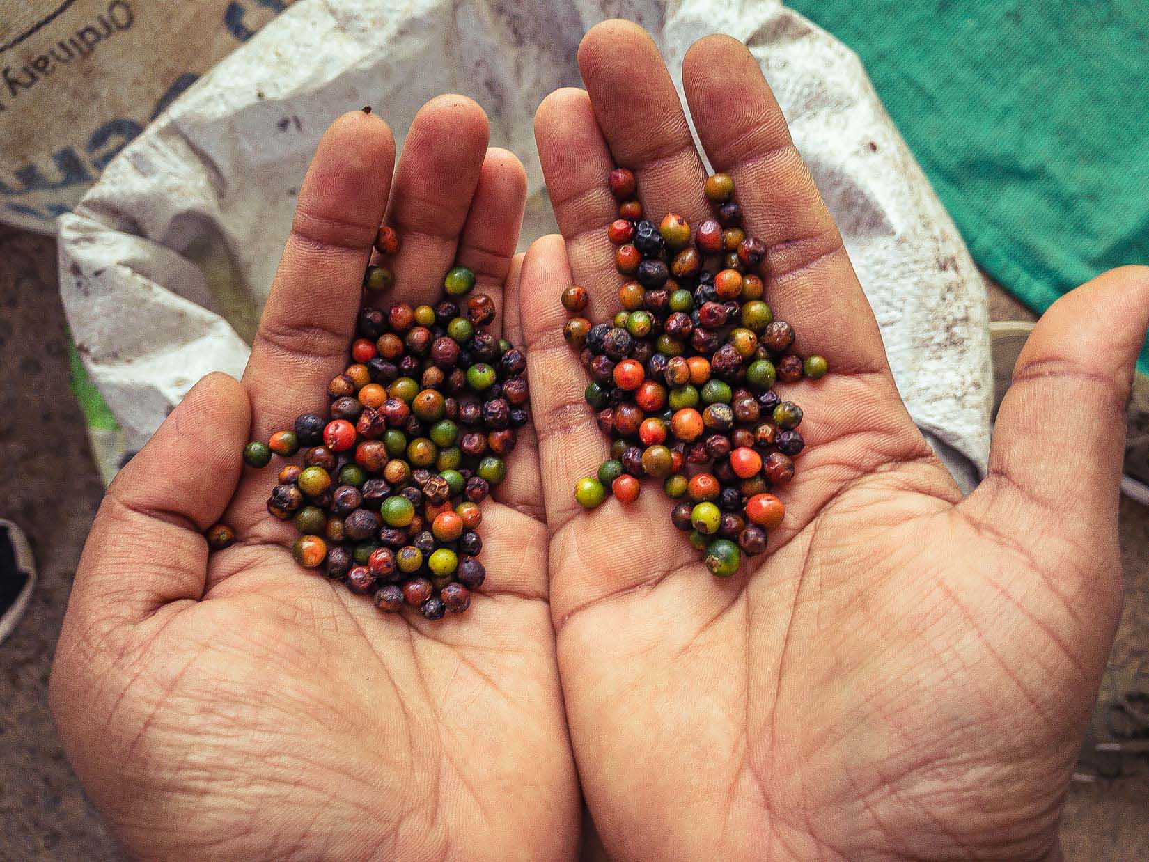 Un jardin de thé et des plantations de cardamome secrètement placés au cœur d’une végétation luxuriante en Inde du Sud Un jardin de thé et des plantations de cardamome secrètement placés au cœur d’une végétation luxuriante en Inde du Sud