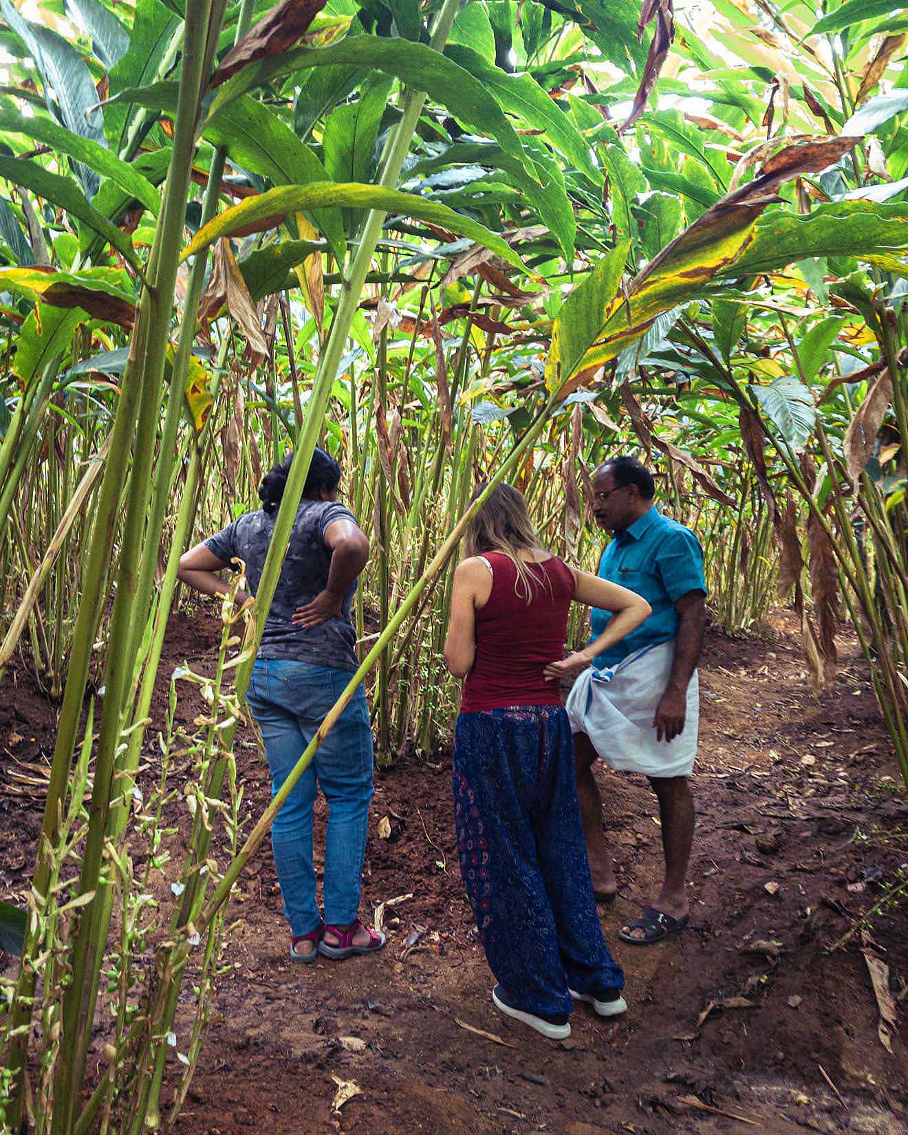 Un jardin de thé et des plantations de cardamome secrètement placés au cœur d’une végétation luxuriante en Inde du Sud Un jardin de thé et des plantations de cardamome secrètement placés au cœur d’une végétation luxuriante en Inde du Sud