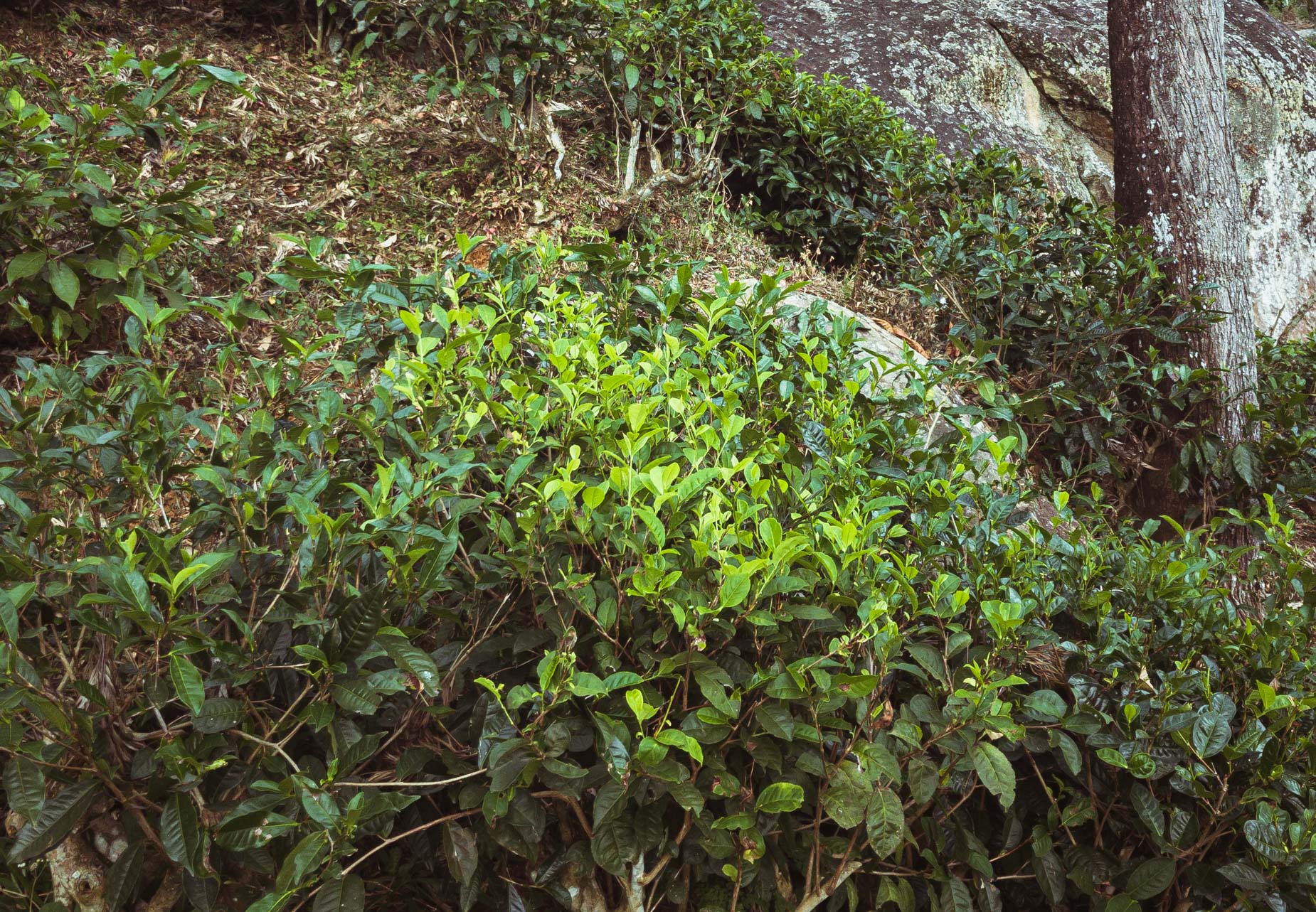 Une visite d’un domaine de thé en biodynamie, en train entre les crêtes brumeuses au cœur des montagnes au Sri Lanka