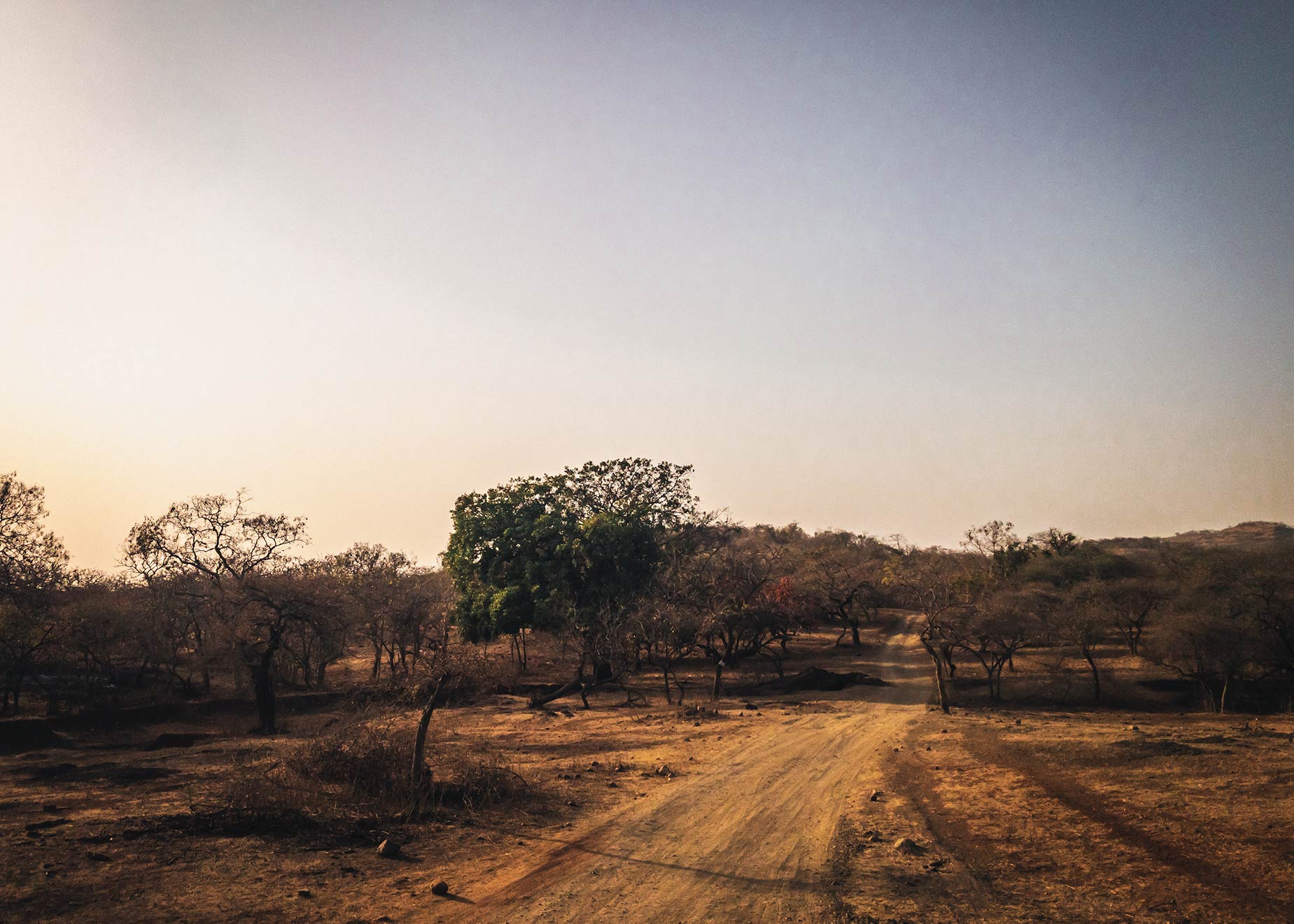 Un curcuma naturel dans les terres d’une immense forêt sèche au fin fond du Gujarat au nord-ouest de l’Inde Un curcuma naturel dans les terres d’une immense forêt sèche au fin fond du Gujarat au nord-ouest de l’Inde