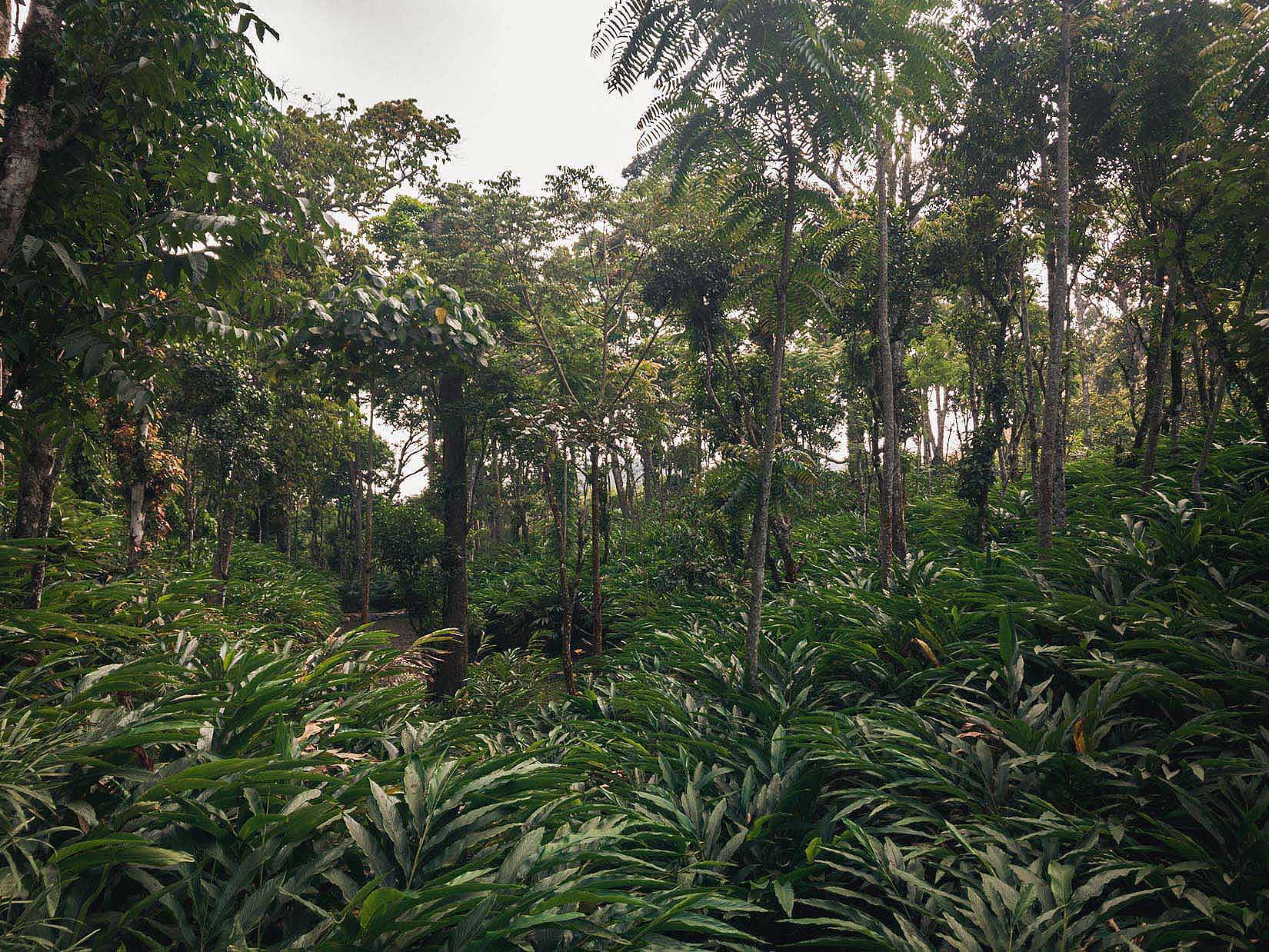 Un jardin de thé et des plantations de cardamome secrètement placés au cœur d’une végétation luxuriante en Inde du Sud Un jardin de thé et des plantations de cardamome secrètement placés au cœur d’une végétation luxuriante en Inde du Sud
