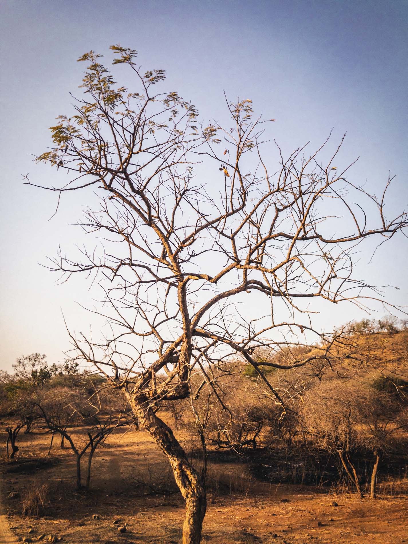 Un curcuma naturel dans les terres d’une immense forêt sèche au fin fond du Gujarat au nord-ouest de l’Inde Un curcuma naturel dans les terres d’une immense forêt sèche au fin fond du Gujarat au nord-ouest de l’Inde