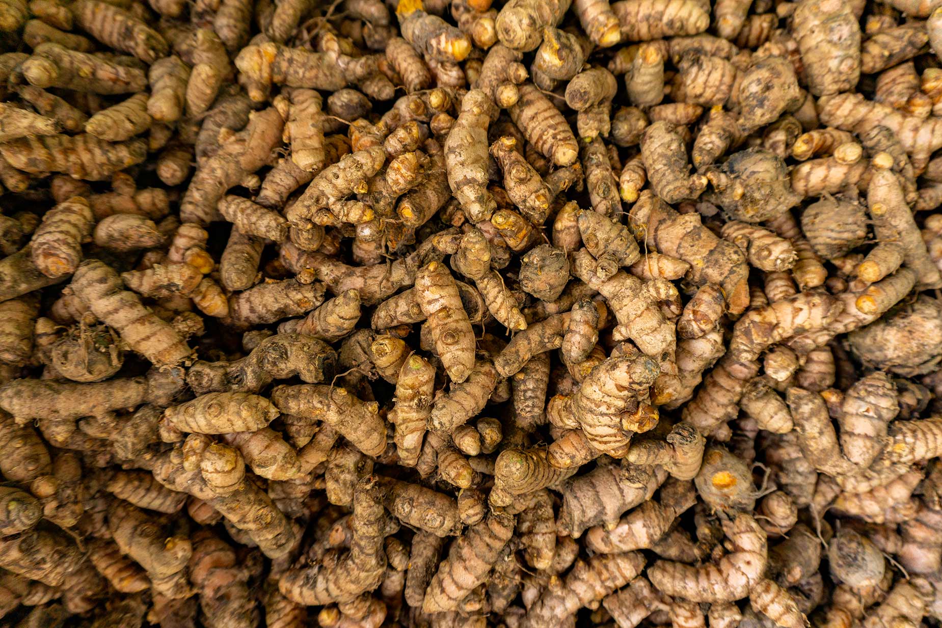 Une ferme unique, aux milles épices, sur les hauteurs des Ghâts occidentaux en Inde Une ferme unique, aux milles épices, sur les hauteurs des Ghâts occidentaux en Inde