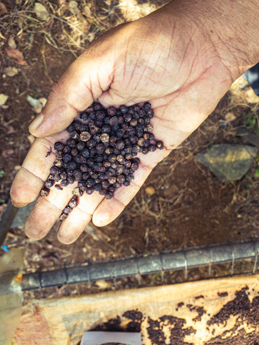 Des épices qui poussent en pleine forêt tropicale en permaculture au Sri Lanka, un véritable modèle de forêt-jardin