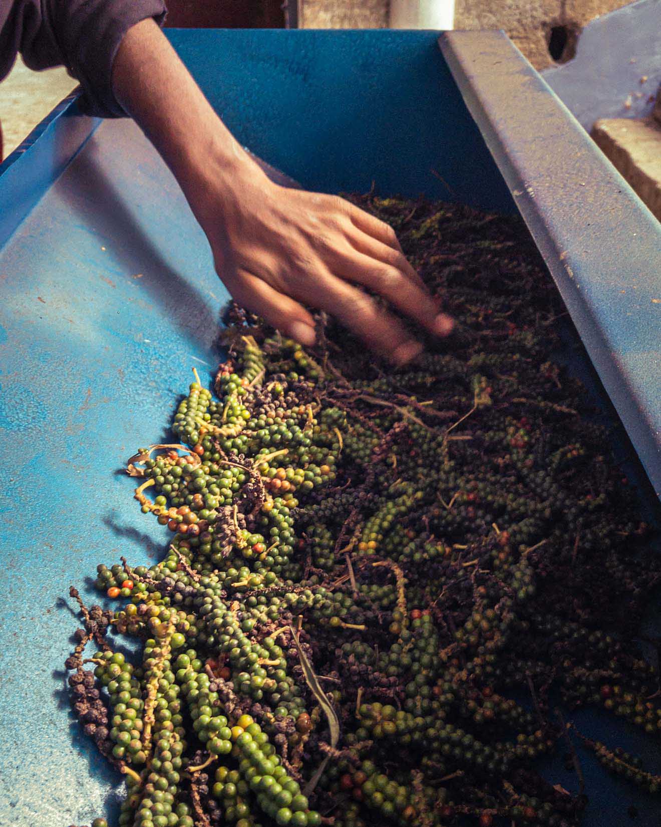 Un jardin de thé et des plantations de cardamome secrètement placés au cœur d’une végétation luxuriante en Inde du Sud Un jardin de thé et des plantations de cardamome secrètement placés au cœur d’une végétation luxuriante en Inde du Sud