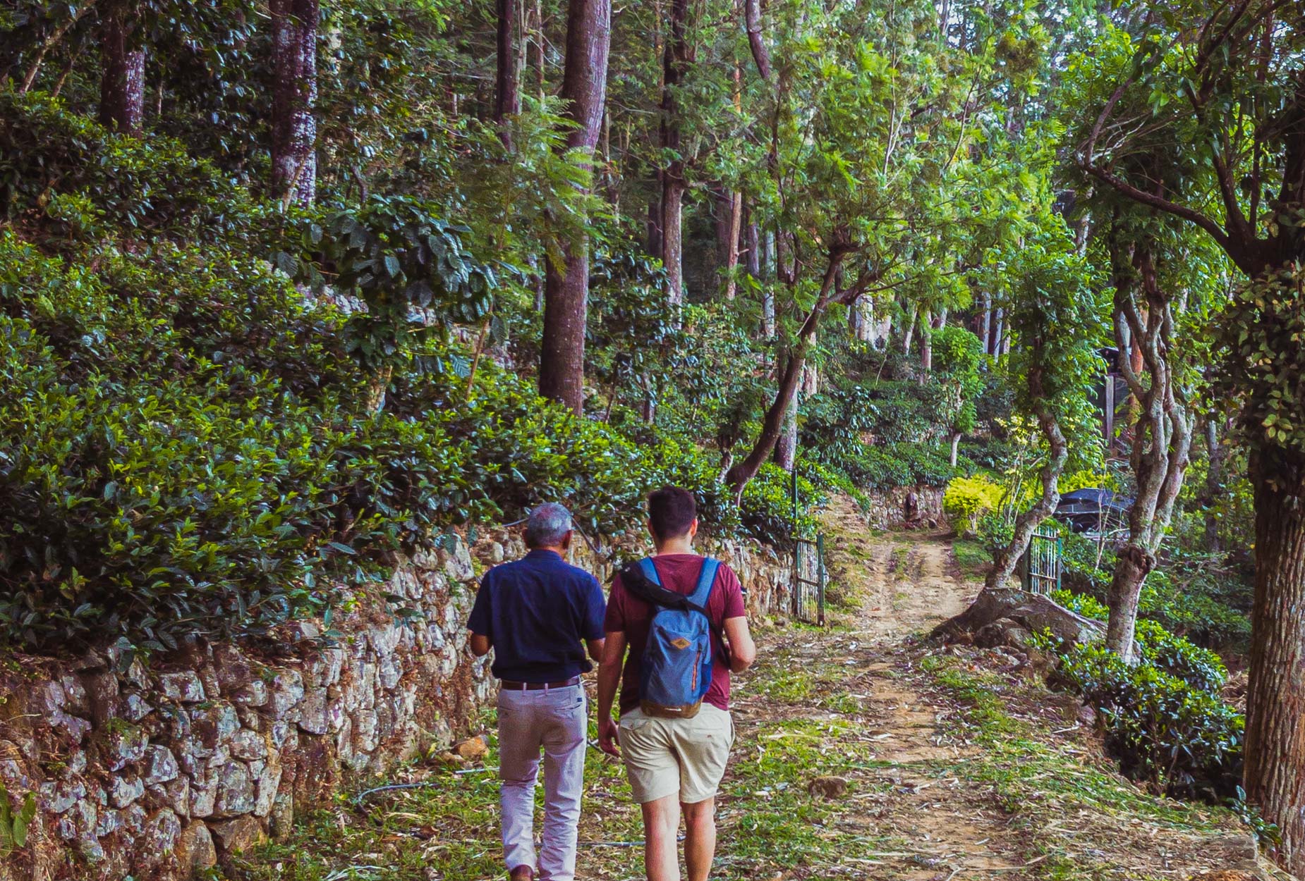 Une visite d’un domaine de thé en biodynamie, en train entre les crêtes brumeuses au cœur des montagnes au Sri Lanka