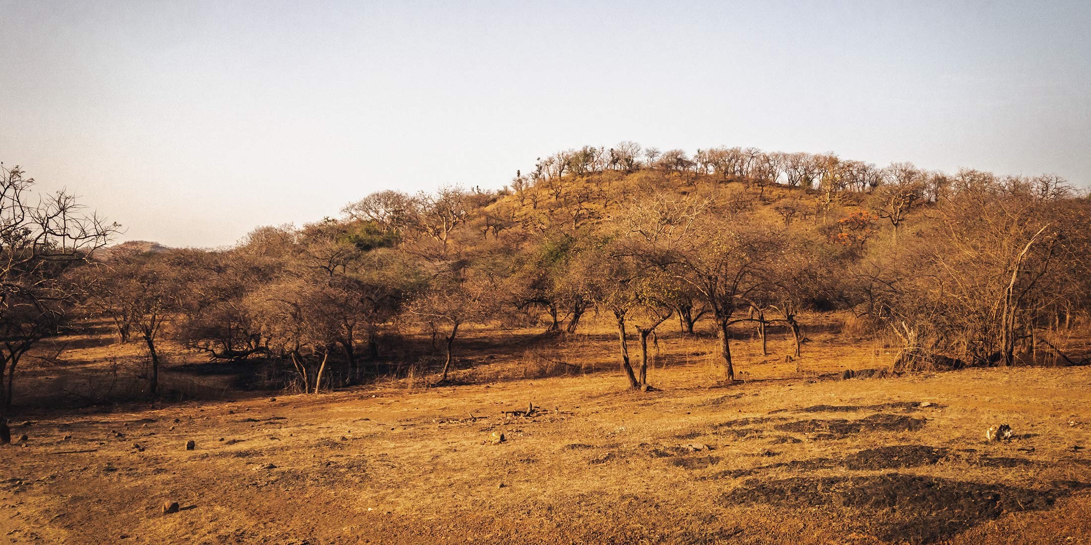 Un curcuma naturel dans les terres d’une immense forêt sèche au fin fond du Gujarat au nord-ouest de l’Inde Un curcuma naturel dans les terres d’une immense forêt sèche au fin fond du Gujarat au nord-ouest de l’Inde