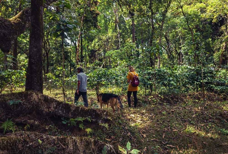 Un jardin d’épices, de thé et de café, véritable paradis de la biodiversité sur la chaîne des Ghats occidentaux au Karnataka