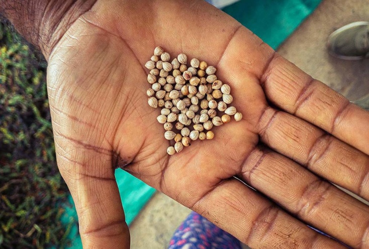 Un jardin de thé et des plantations de cardamome secrètement placés au cœur d’une végétation luxuriante en Inde du Sud