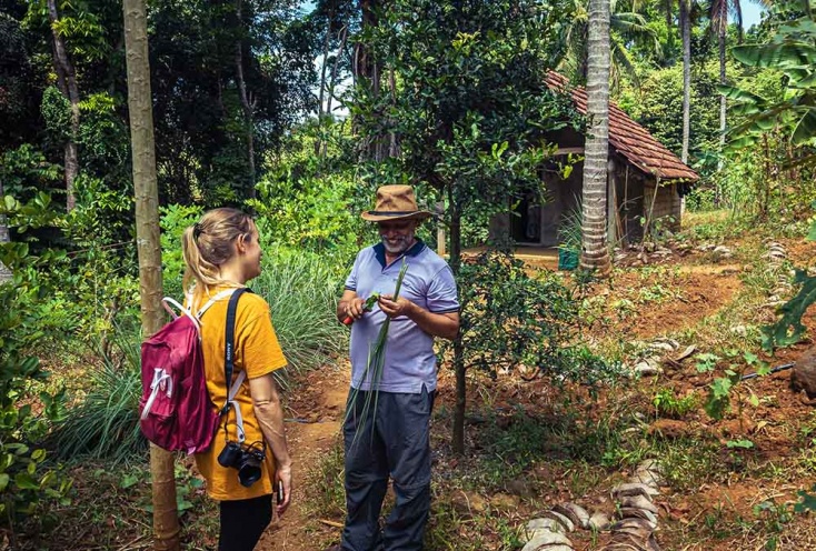 Des épices qui poussent en pleine forêt tropicale en permaculture au Sri Lanka, un véritable modèle de forêt-jardin