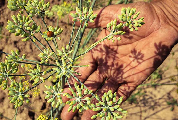 Un domaine familial inspirant en agriculture naturelle dans les environs d’Ahmedabad au Gujarat au nord-ouest de l’Inde