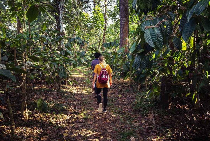 Un modèle d’agroforesterie au cœur de la forêt humide sur la chaîne des Ghâts occidentaux au Karnataka