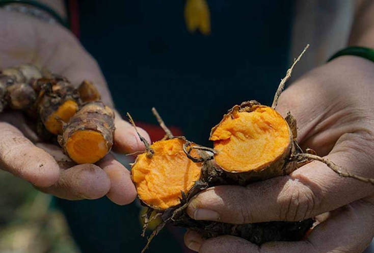 Un curcuma naturel dans les terres d’une immense forêt sèche au fin fond du Gujarat au nord-ouest de l’Inde